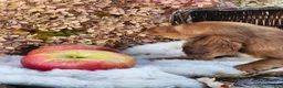 Miniature Dachshund dogs for sale: Rusty  - Ad 20