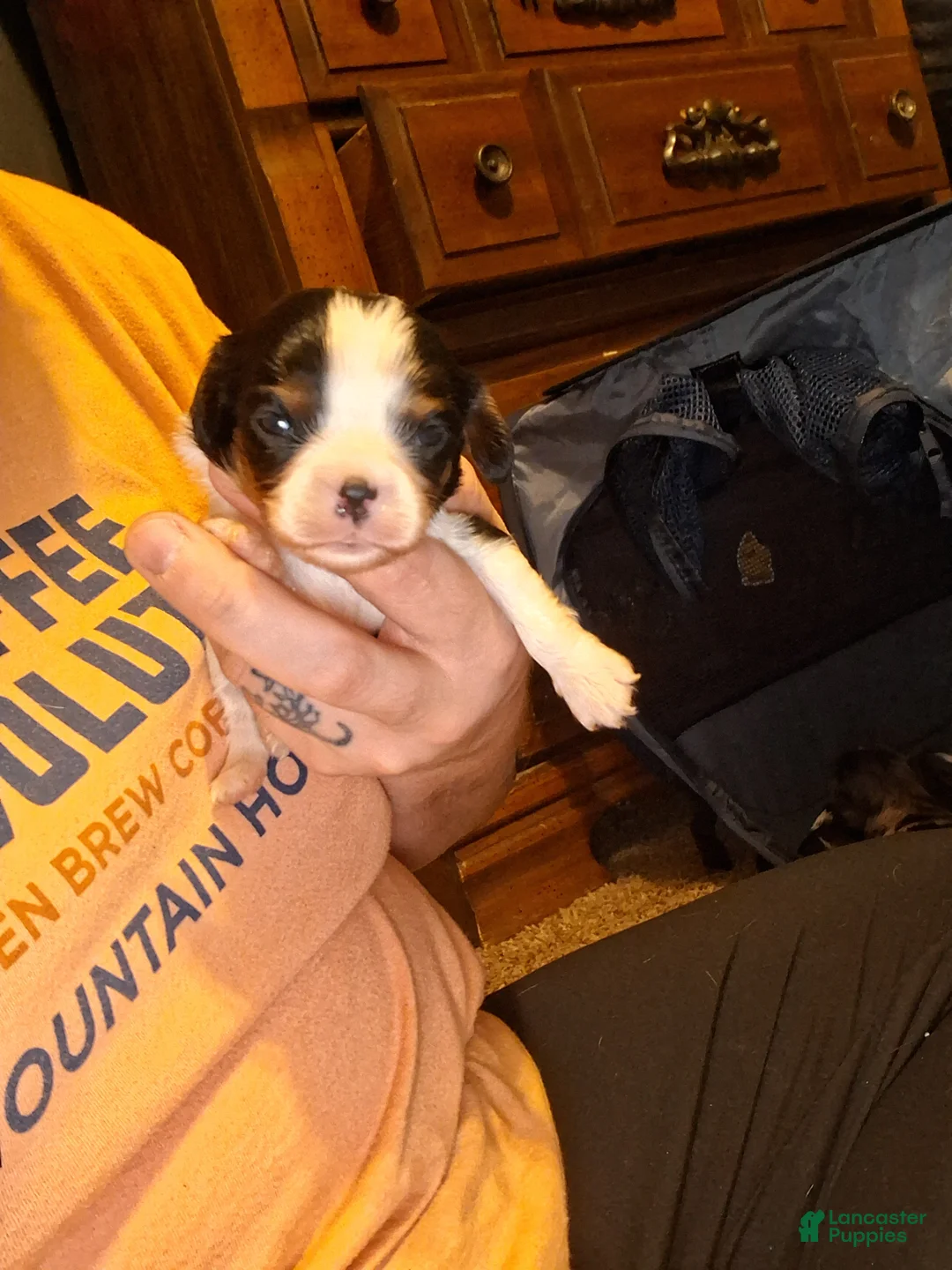 Cavalier King Charles Spaniel dogs for sale: Sebastian - Ad 8