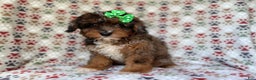 Mini Aussiedoodle dogs for sale: Lainey - Ad 5