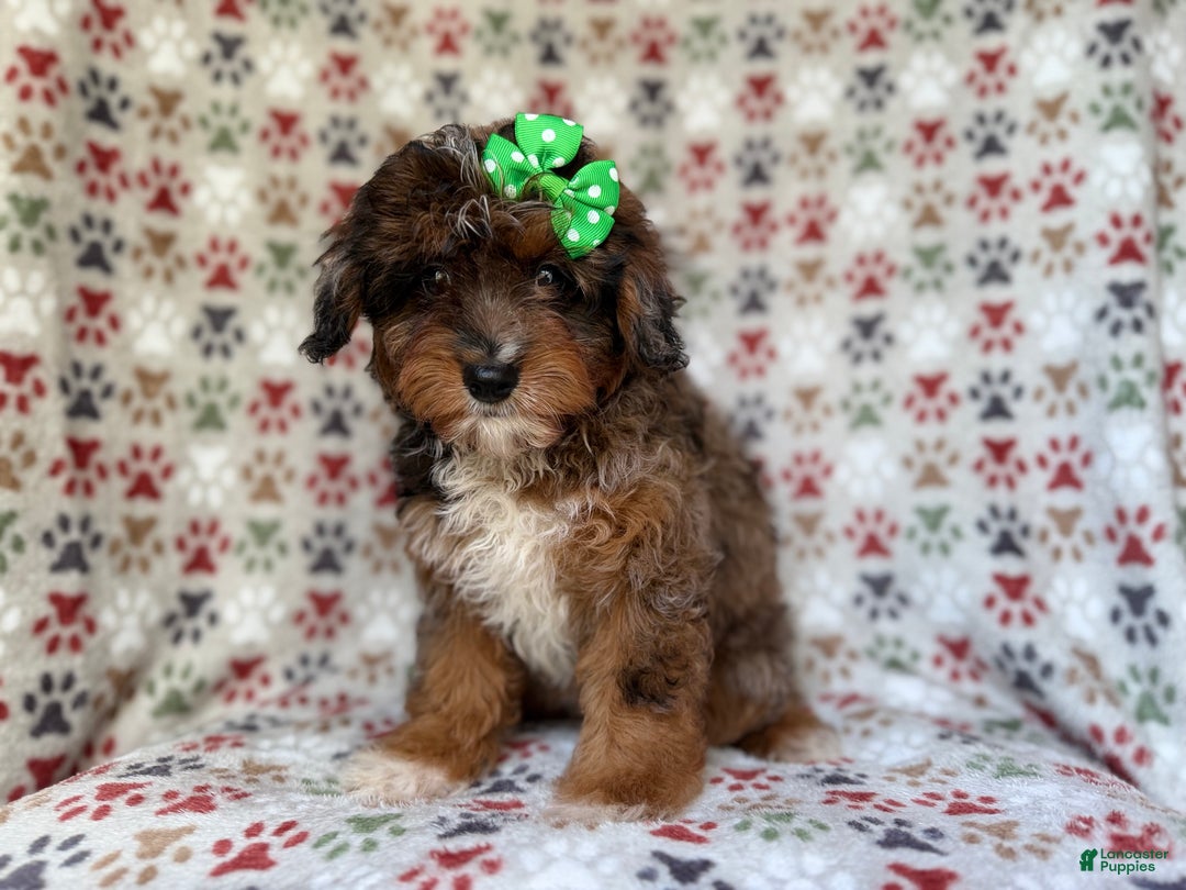 Mini Aussiedoodle dogs for sale: Lainey - Ad 5