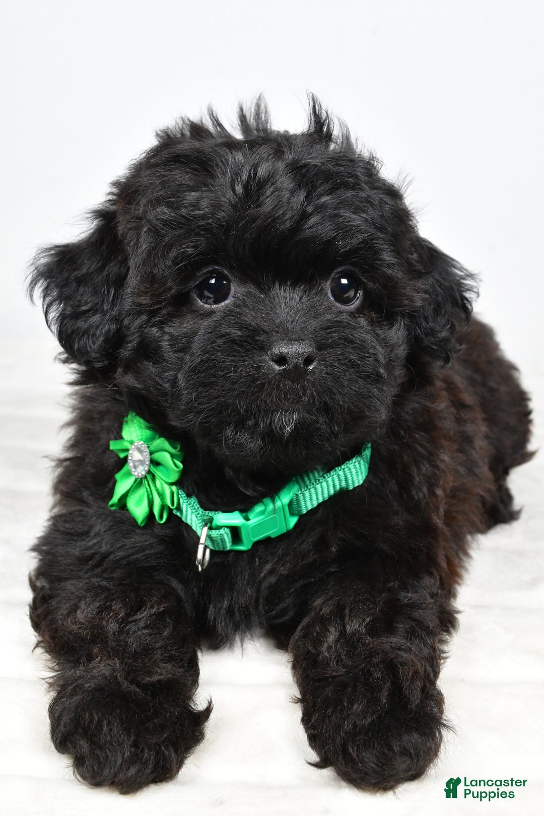 Shihpoo dogs for sale: Ivory - Ad 5