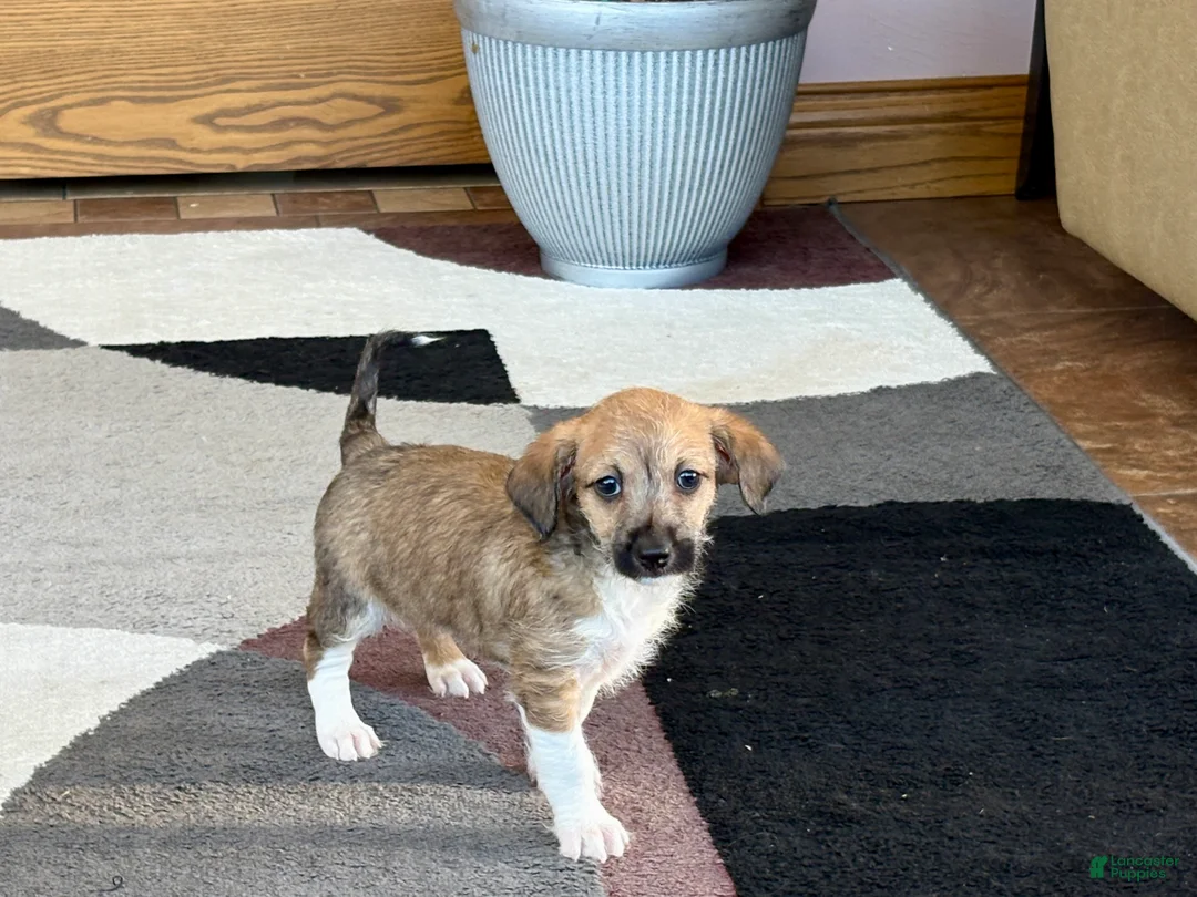 Mixed Breed dogs for sale: Italian greyhound/Havanese Sally  - Ad 1