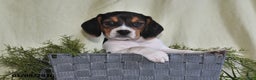Beagle dogs for sale: Lexie - Ad 3