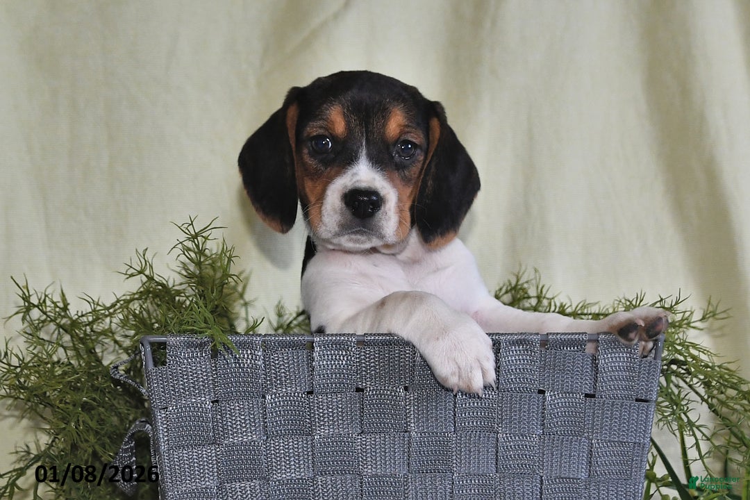 Beagle dogs for sale: Lexie - Ad 3