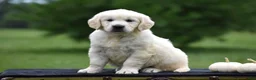 Golden Retriever dogs for sale: Diana - Ad 4