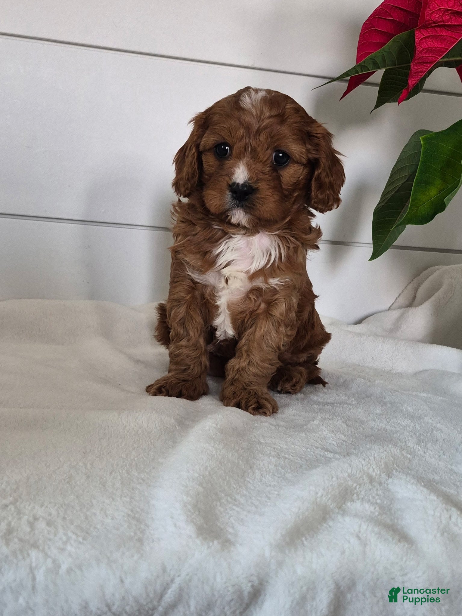 Cavapoo dogs Carol - Ad 42