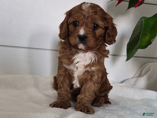 Cavapoo dogs Carol - Ad 25