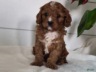 Cavapoo dogs Carol - Ad 28