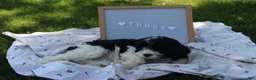 Cavapoo dogs for sale: Trudy - Ad 4