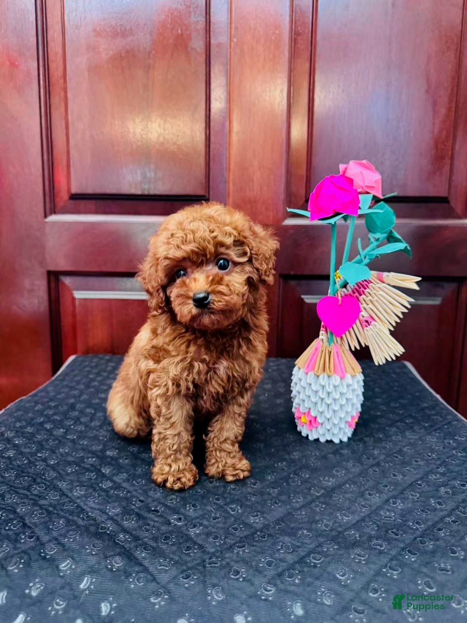 Toy Poodle dogs for sale: Milo - Ad 2