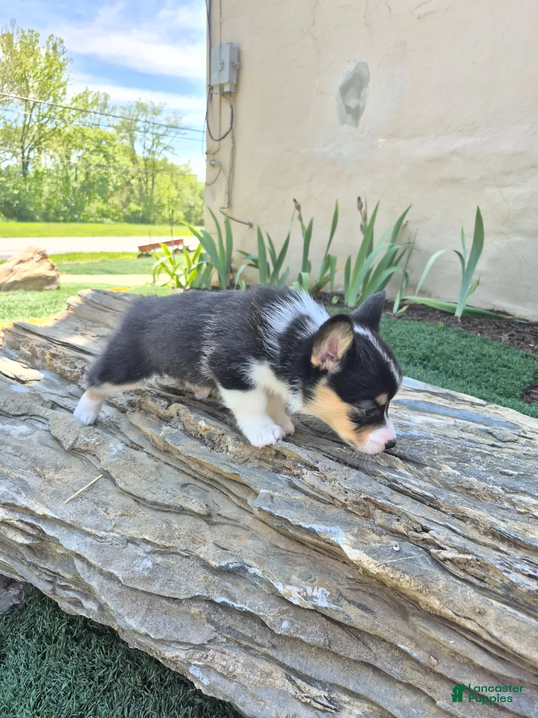 Welsh Corgi Pembroke dogs for sale: Cocoa - Ad 2