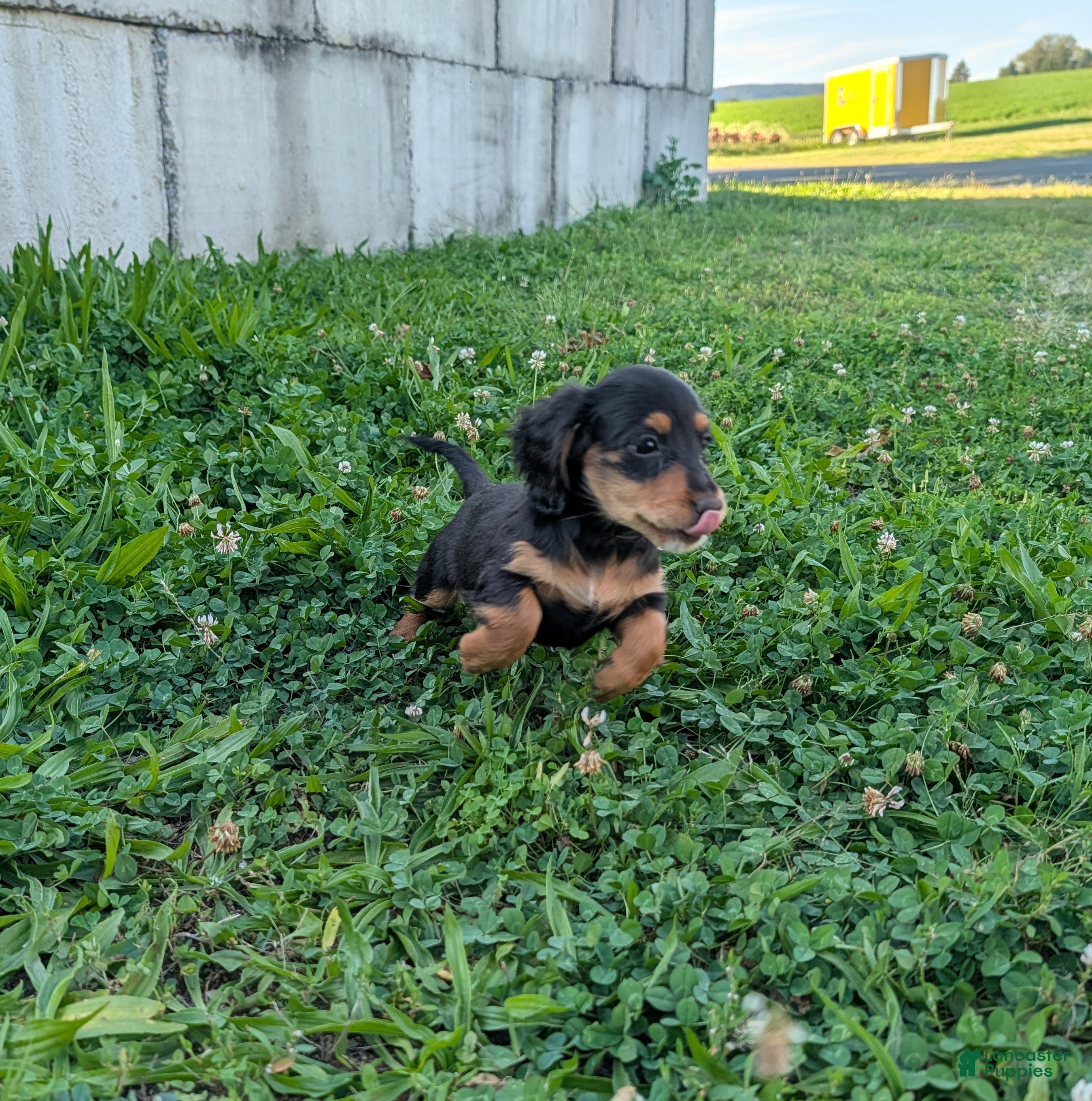 Miniature Dachshund dogs Luna - Ad 1