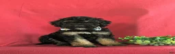 Bichpoo dogs for sale: Abram - Ad 3