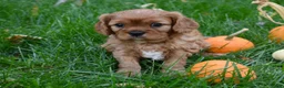 Cavalier King Charles Spaniel dogs for sale: Vincent - Ad 4