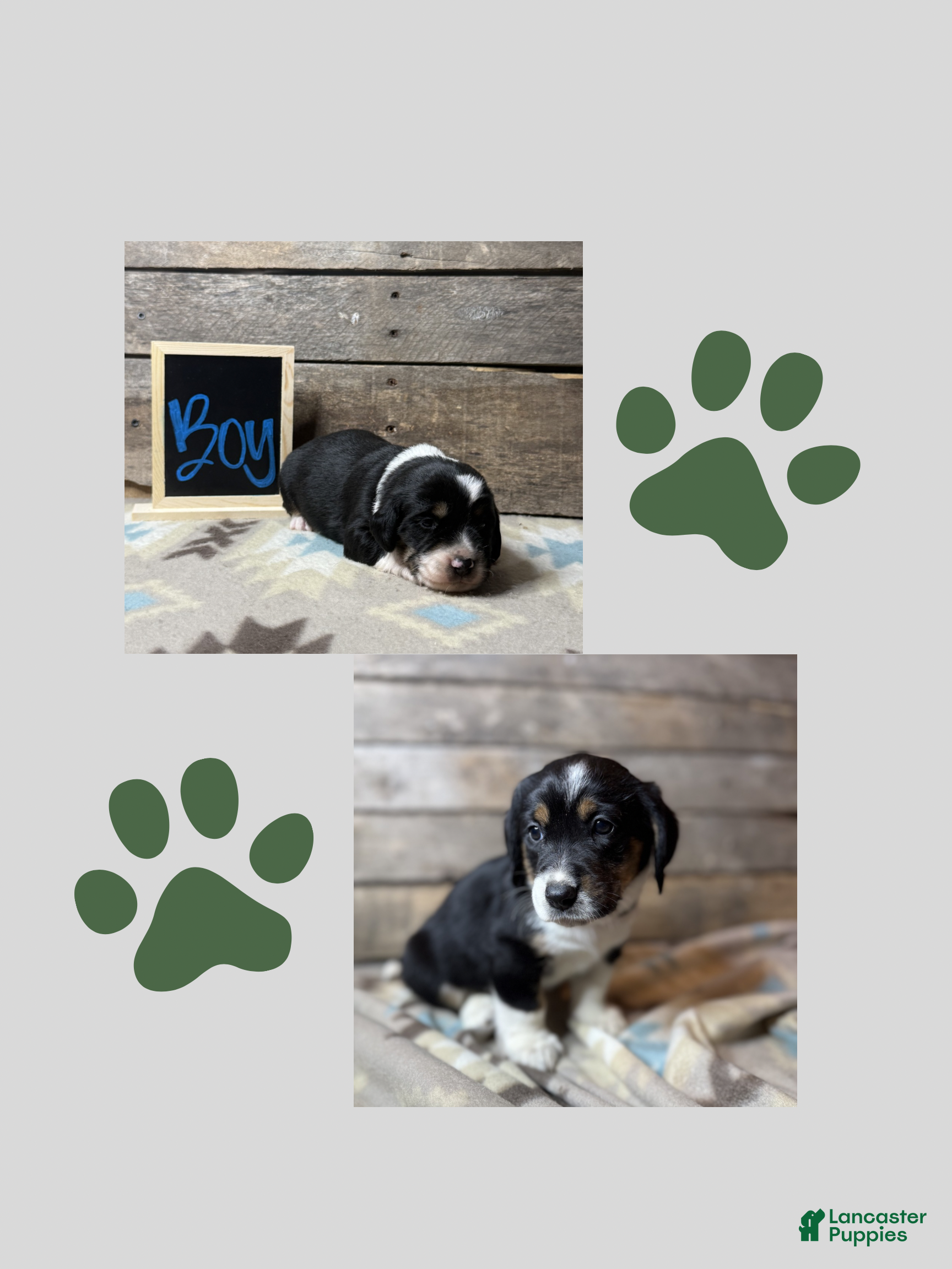 Mixed Breed dogs Mixed Breed Puppy 3 - Ad 39