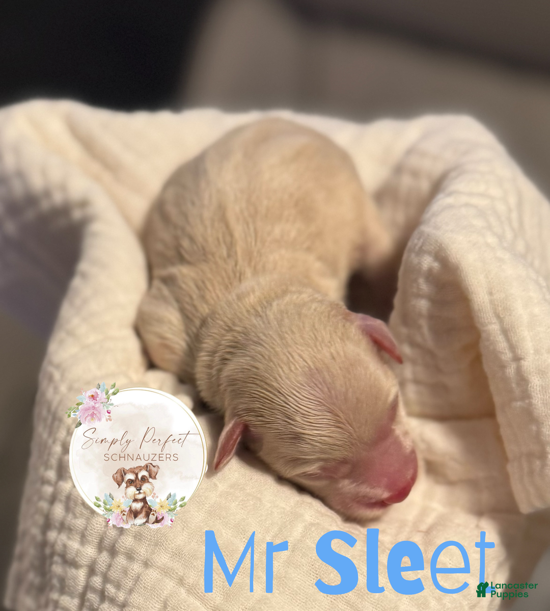 Miniature Schnauzer dogs for sale: Mr Sleet - Ad 1