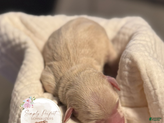 Miniature Schnauzer dogs Mr Sleet - Ad 4