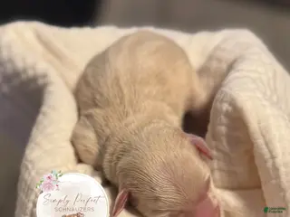 Miniature Schnauzer dogs Mr Sleet - Ad 8