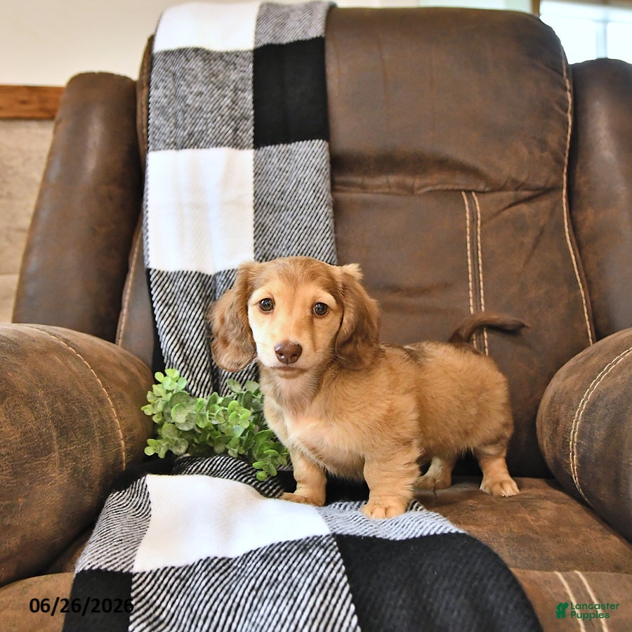 Miniature Dachshund dogs Sadie - Ad 2