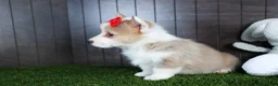 Welsh Corgi Pembroke dogs for sale: Raya - Ad 7