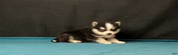 Pomsky dogs for sale: Selina - Ad 3