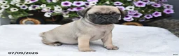 Pug dogs for sale: Rusty - Ad 3