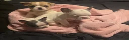 French Bulldog dogs for sale: French Bulldog Puppy 5 - Ad 1