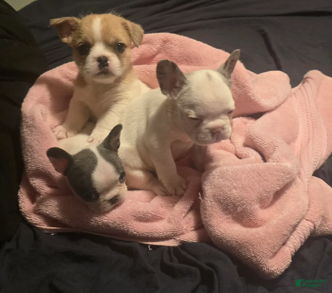 French Bulldog dogs for sale: French Bulldog Puppy 5 - Ad 1