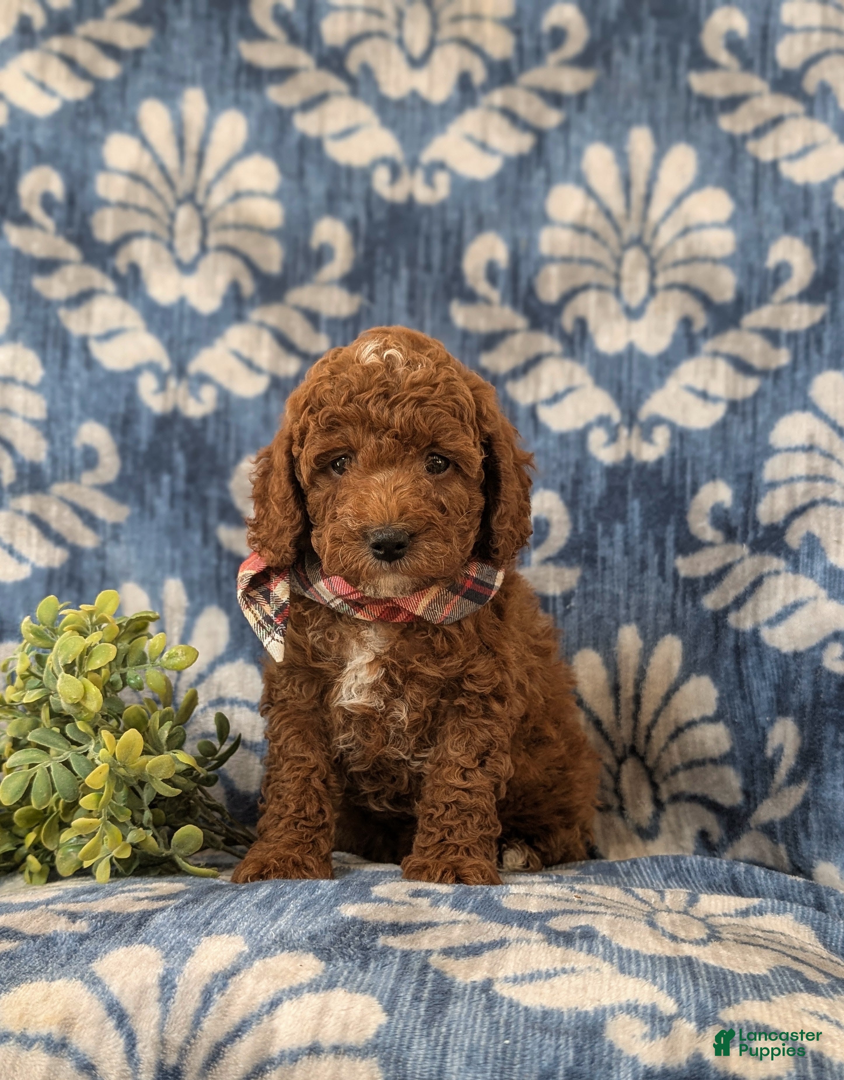 Miniature Poodle dogs Dameon 10 lbs Full Grown - Ad 2
