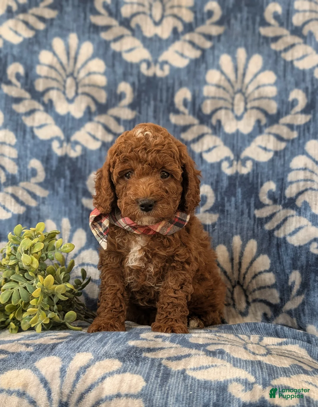 Miniature Poodle dogs for sale: Dameon 10 lbs Full Grown - Ad 2