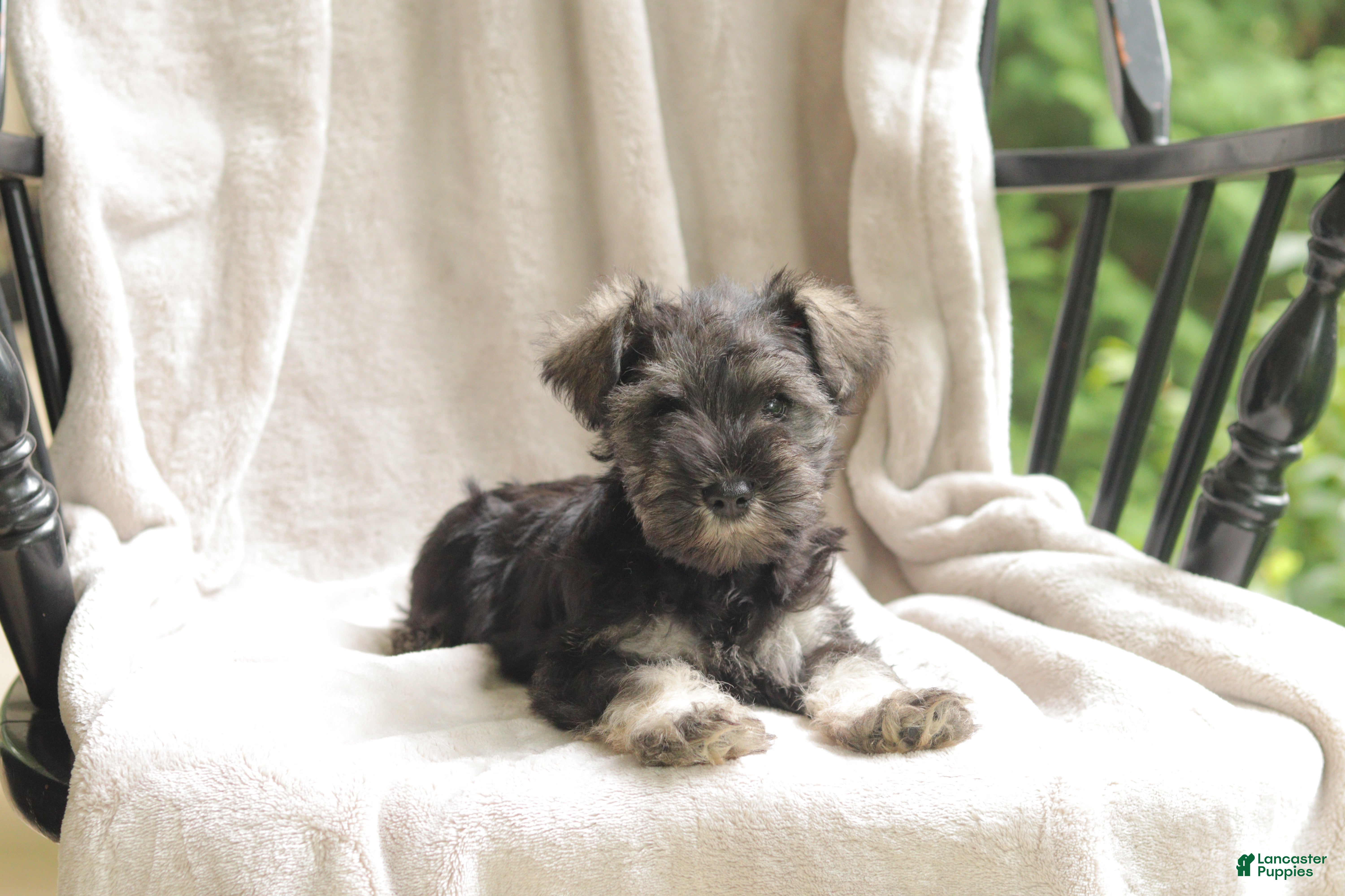 Miniature Schnauzer dogs Pete - Ad 2