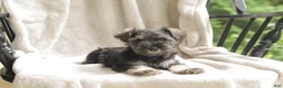 Miniature Schnauzer dogs for sale: Pete - Ad 2