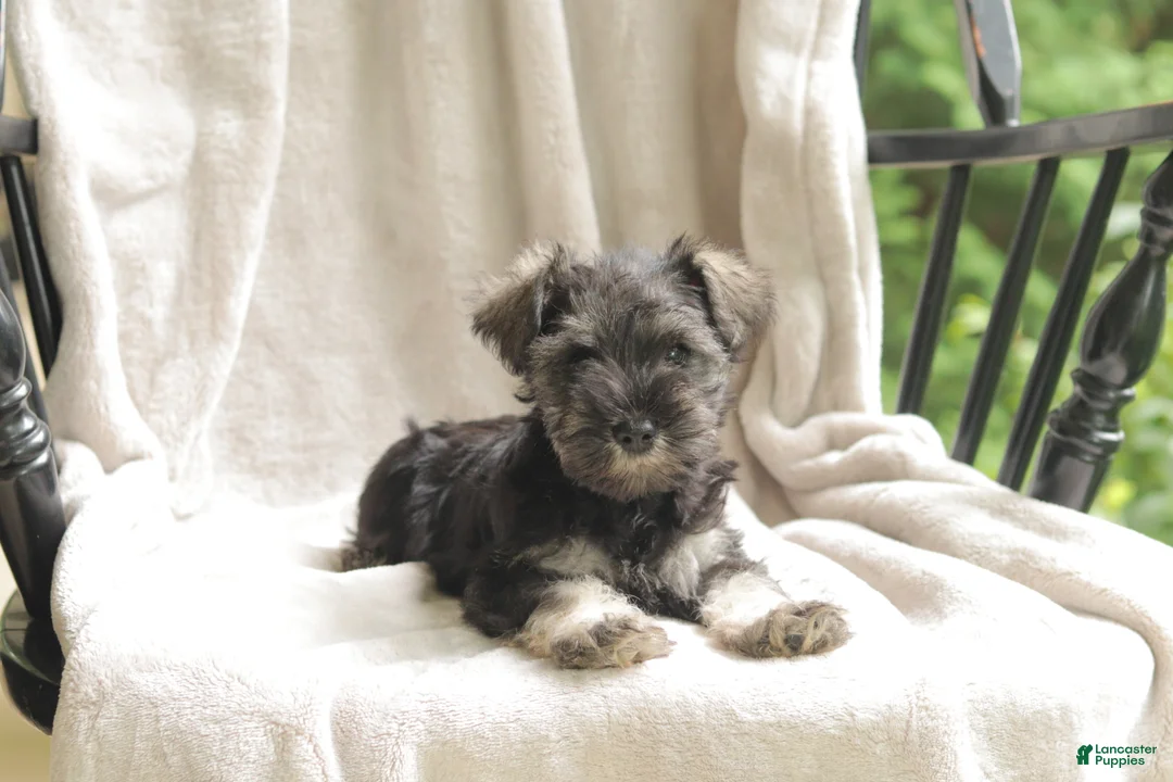 Miniature Schnauzer dogs for sale: Pete - Ad 2