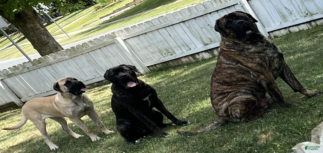 Gallery Image {{count}}