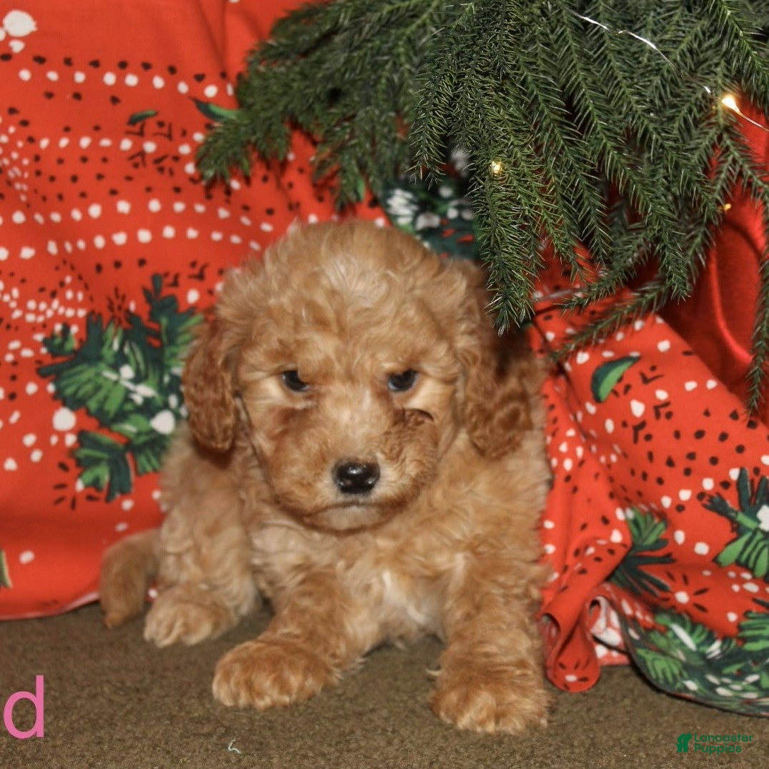 Mini Goldendoodle dogs Cupid - Ad 32