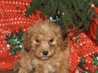 Mini Goldendoodle dogs Cupid - Ad 34