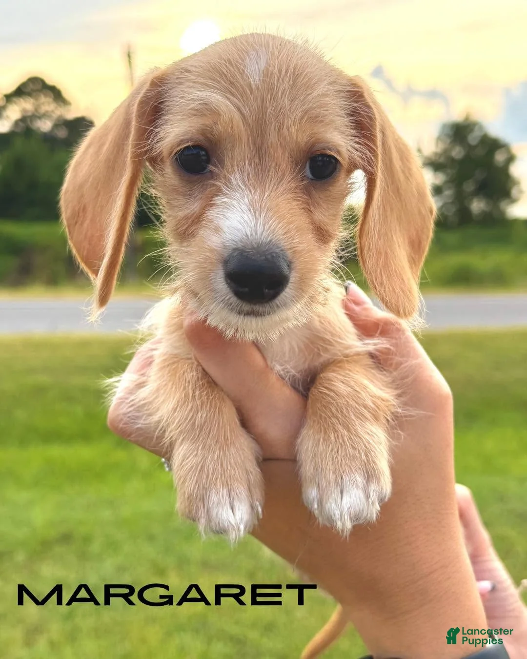 Dachshund dogs for sale: Margaret - Ad 1