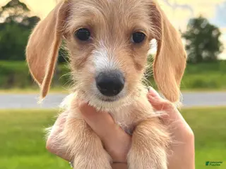Dachshund dogs Margaret - Ad 34