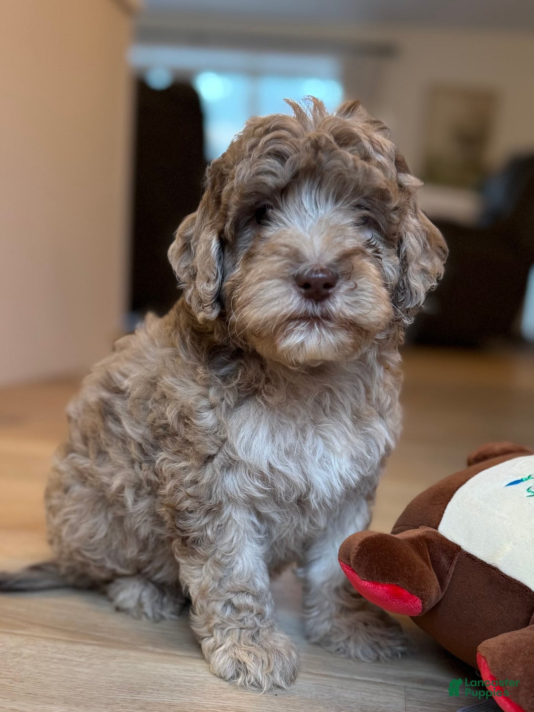 Mini Goldendoodle dogs for sale: Leo - Ad 1