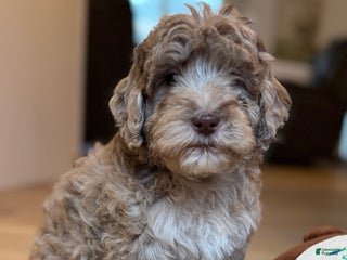 Mini Goldendoodle dogs for sale: Leo - Ad 4