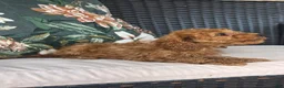 Cavapoo dogs for sale: Fletcher - Ad 5