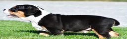Beabull dogs for sale: Oscar - Ad 9