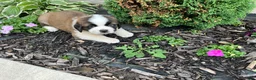 Saint Bernard dogs for sale: Saint Bernard 4 - Ad 3