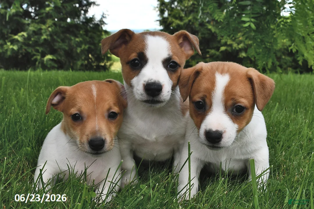 Jack Russell Terrier dogs for sale: Dolly - Ad 3
