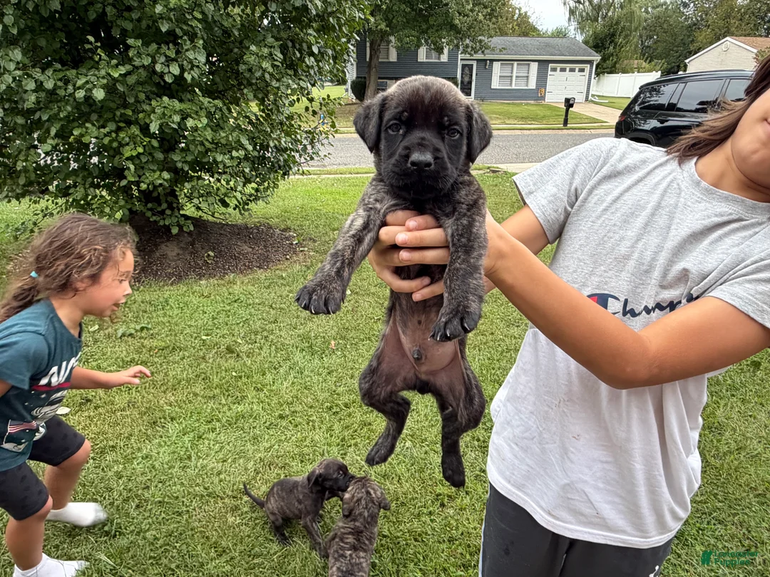 English Mastiff dogs for sale: echo  - Ad 2