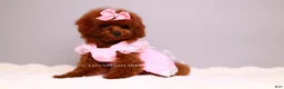 Toy Poodle dogs for sale: Ruby mahogany red toy girl  - Ad 4