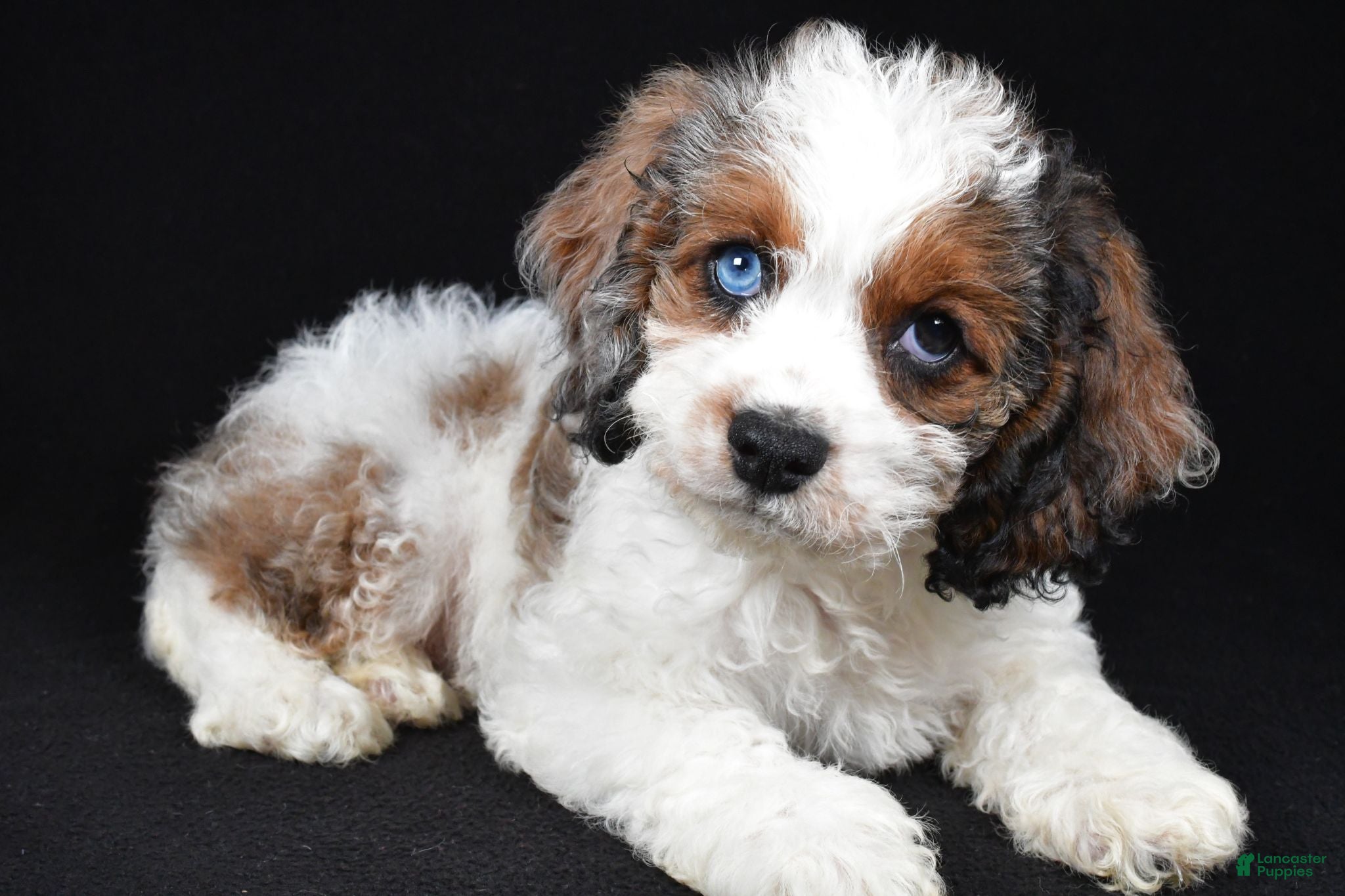 Cockapoo dogs Flint - Ad 1