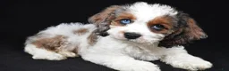 Cockapoo dogs for sale: Flint - Ad 1