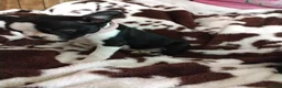 Boston Terrier dogs for sale: Boston Terrier Puppy 5 - Ad 5