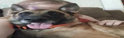 Belgian Malinois dogs for sale: Belgian Malinois 3 - Ad 1